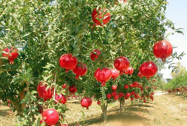 تأکید معاون استاندار کرمانشاه بر تقویت جشنواره شکرگزاری انار تأکید معاون استاندار کرمانشاه بر تقویت جشنواره شکرگزاری انار