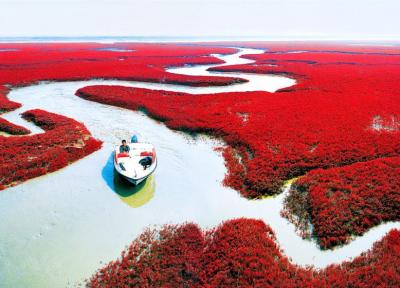 ساحل قرمز در پنجین چین، ساحلی پوشیده از جلبک های قرمز