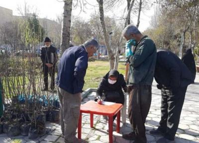 توزیع نهال رایگان به شهروندان در بوستان ها
