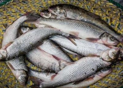 دستیابی به خودکفایی در پرورش ماهی در قفس