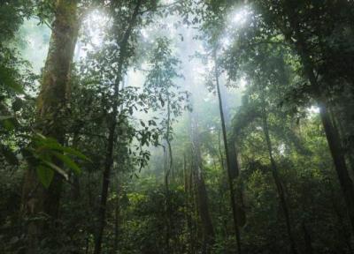 جنگل های بارانی آمازون در مبارزه با تغییرات اقلیمی کم آوردند
