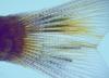 ساختن ماهی خال مخالی الکترونیکی: دانشمندان در بافت های زنده الکترود رشد دادند