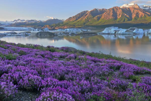 دیدنی های آلاسکا ویژه سافاری دوستان: پارک ملی سن الیاس و جزیره کودیاک